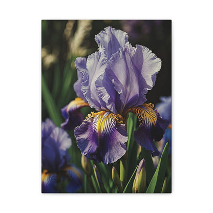 Serenity in Bloom - The Elegance of Iris