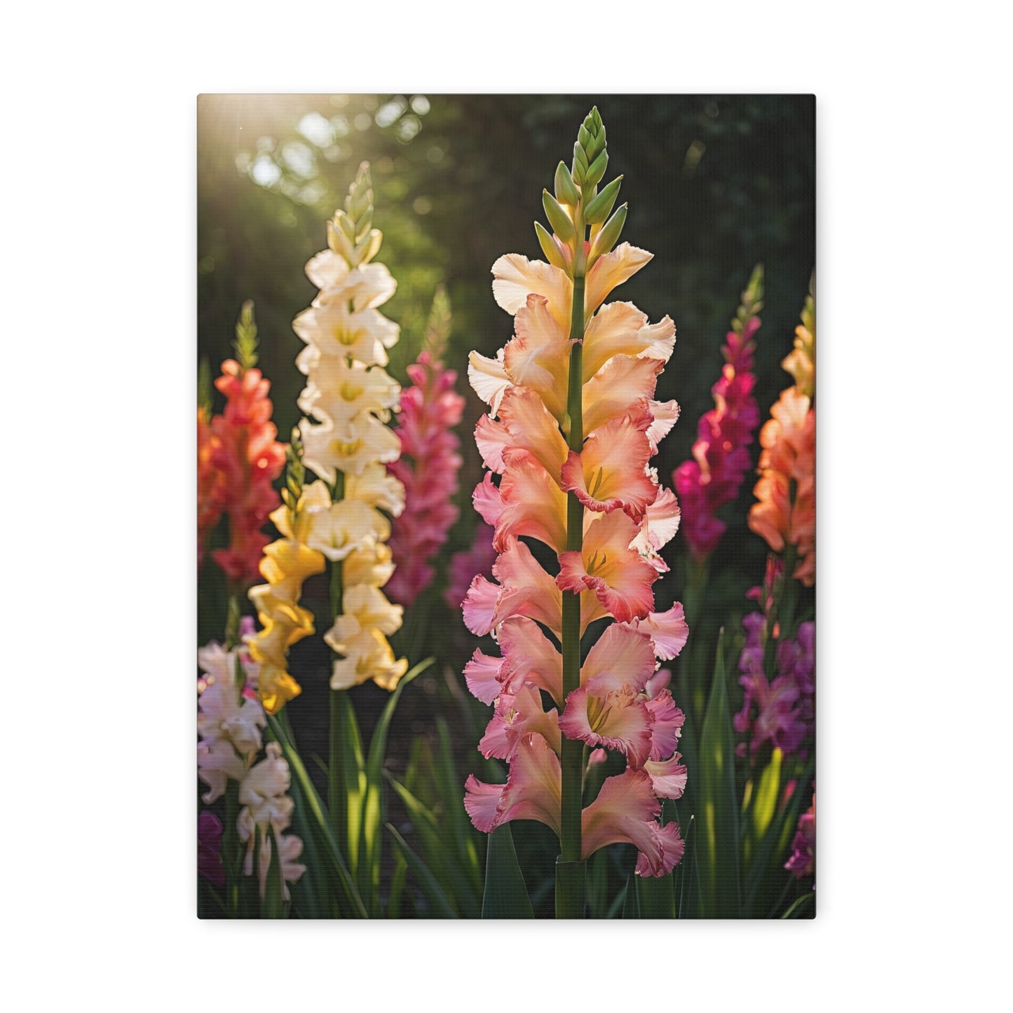 Spectacular Splendor - Glorious Gladiolus